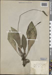 Plantago urvillei Opiz, Caucasus, Krasnodar Krai & Adygea (K1a) (Russia)