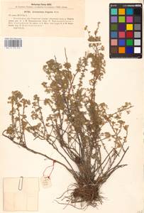 Artemisia frigida Willd., Eastern Europe, Eastern region (E10) (Russia)