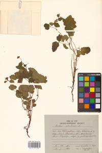 Rubus arcticus L., Siberia, Russian Far East (S6) (Russia)