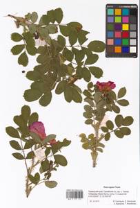 Rosa rugosa Thunb., Siberia, Russian Far East (S6) (Russia)