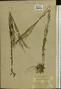 Arabis planisiliqua subsp. nemorensis (Wolf ex Hoffm.) Soják, Eastern Europe, Northern region (E1) (Russia)