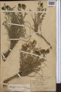 Astragalus masanderanus Bunge, Middle Asia, Northern & Central Tian Shan (M4) (Kazakhstan)