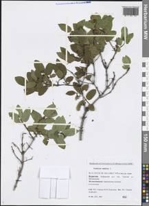 Lonicera tatarica L., Siberia, Baikal & Transbaikal region (S4) (Russia)