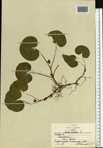 Asarum europaeum L., Eastern Europe, Moscow region (E4a) (Russia)