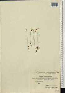 Pinguicula variegata Turcz., Siberia, Yakutia (S5) (Russia)