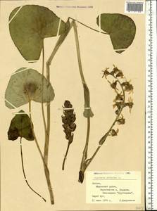 Ligularia sibirica (L.) Cass., Eastern Europe, Latvia (E2b) (Latvia)