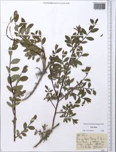 Salix, Middle Asia, Northern & Central Tian Shan (M4) (Kyrgyzstan)