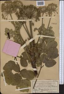 Angelica brevicaulis (Rupr.) B. Fedtsch., Middle Asia, Western Tian Shan & Karatau (M3) (Kazakhstan)