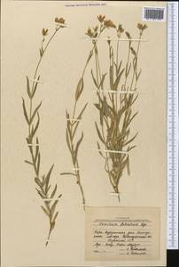 Dichodon maximum (L.) Á. Löve & D. Löve, Middle Asia, Northern & Central Kazakhstan (M10) (Kazakhstan)