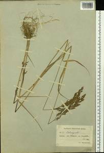 Calamagrostis, Siberia, Chukotka & Kamchatka (S7) (Russia)