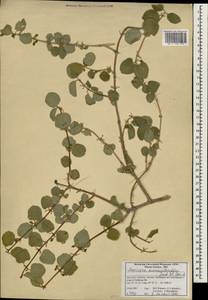Lonicera nummulariifolia Jaub. & Spach, South Asia, South Asia (Asia outside ex-Soviet states and Mongolia) (ASIA) (Iran)