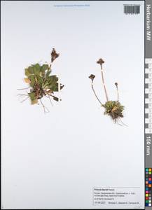 Primula modesta var. matsumurae (Petitm.) Takeda, Siberia, Russian Far East (S6) (Russia)