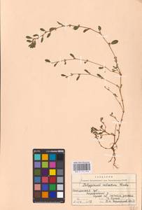 Polygonum arenastrum subsp. calcatum (Lindm.) Wissk., Eastern Europe, Western region (E3) (Russia)
