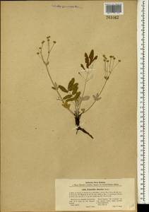 Potentilla discolor Bunge, South Asia, South Asia (Asia outside ex-Soviet states and Mongolia) (ASIA) (China)