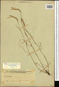 Phleum paniculatum Huds., Caucasus, Azerbaijan (K6) (Azerbaijan)