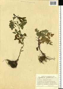 Tanacetum parthenium (L.) Sch. Bip., Eastern Europe, Moscow region (E4a) (Russia)