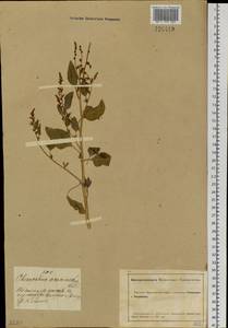 Chenopodium acuminatum Willd., Siberia, Altai & Sayany Mountains (S2) (Russia)