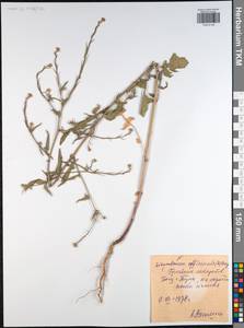 Sisymbrium officinale (L.) Scop., Eastern Europe, Central region (E4) (Russia)
