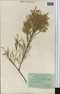 Tamarix leptostachya A. Bunge, Middle Asia, Caspian Ustyurt & Northern Aralia (M8) (Kazakhstan)