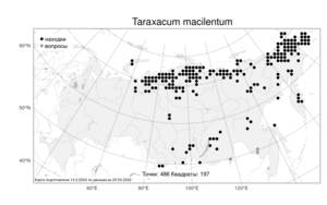 Taraxacum macilentum Dahlst., Atlas of the Russian Flora (FLORUS) (Russia)