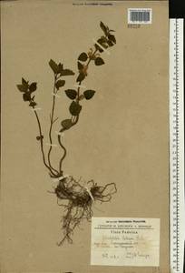 Lamium galeobdolon subsp. galeobdolon, Eastern Europe, South Ukrainian region (E12) (Ukraine)