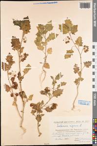 Solanum nigrum L., Eastern Europe, North Ukrainian region (E11) (Ukraine)