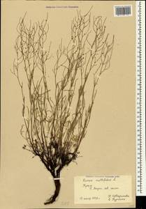 Rumex acetosella subsp. multifidus (L.) Schübl. & G. Martens, Crimea (KRYM) (Russia)