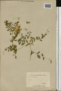 Vicia sylvatica L., Eastern Europe, Estonia (E2c) (Estonia)