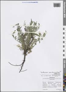 Centaurea pseudomaculosa Dobrocz, Eastern Europe, Lower Volga region (E9) (Russia)