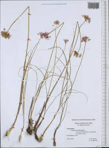 Allium rubellum M.Bieb., Middle Asia, Kopet Dag, Badkhyz, Small & Great Balkhan (M1) (Turkmenistan)