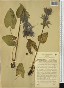 Eryngium alpinum L., Western Europe (EUR) (Italy)