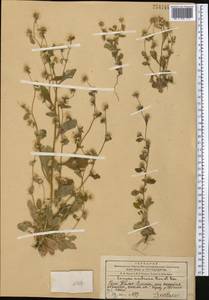 Neobrachyactis roylei (DC.) Brouillet, Middle Asia, Western Tian Shan & Karatau (M3) (Kazakhstan)