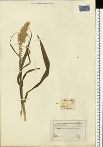 Melica altissima L., Eastern Europe, Middle Volga region (E8) (Russia)