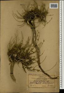 Stachys fruticulosa M.Bieb., Caucasus, Azerbaijan (K6) (Azerbaijan)