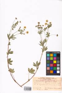 Potentilla thuringiaca Bernh. ex Link, Eastern Europe, Moscow region (E4a) (Russia)