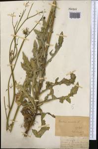 Sonchus arvensis L., Middle Asia, Dzungarian Alatau & Tarbagatai (M5) (Kazakhstan)