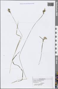 Carex pallescens L., Eastern Europe, Middle Volga region (E8) (Russia)