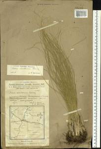 Helictotrichon desertorum (Less.) Pilg., Siberia, Western Siberia (S1) (Russia)