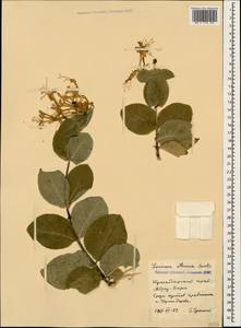 Lonicera etrusca Santi, Caucasus, Black Sea Shore (from Novorossiysk to Adler) (K3) (Russia)