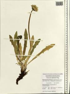 Taraxacum officinale Weber ex Wiggins, Eastern Europe, Northern region (E1) (Russia)