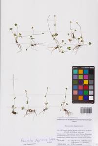 Ranunculus pygmaeus Wahlenb., Eastern Europe, Northern region (E1) (Russia)