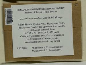 Molendoa sendtneriana (Bruch & Schimp.) Limpr., Bryophytes, Bryophytes - Baikal & Transbaikal regions (B18) (Russia)