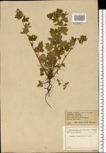 Potentilla intermedia L., Eastern Europe, Central forest-and-steppe region (E6) (Russia)