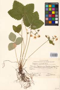 Fragaria moschata Duchesne, Eastern Europe, Moscow region (E4a) (Russia)