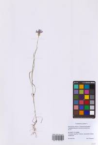 Centaurea cyanus L., Eastern Europe, Moscow region (E4a) (Russia)