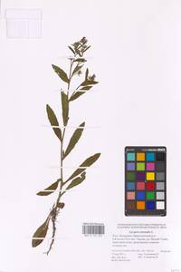 MHA 0 152 642, Lycopsis arvensis subsp. orientalis (L.) Kuzn., Eastern Europe, Lower Volga region (E9) (Russia)