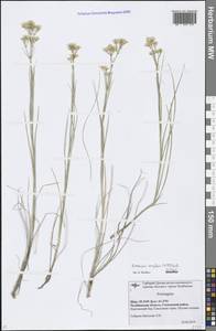 Eremogone longifolia (M. Bieb.) Fenzl, Eastern Europe, Eastern region (E10) (Russia)