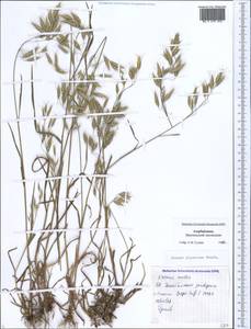 Bromus japonicus Houtt., Caucasus, Azerbaijan (K6) (Azerbaijan)