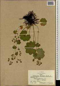 Alchemilla breviloba H. Lindb., Eastern Europe, Moscow region (E4a) (Russia)