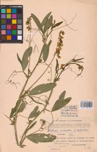 Lathyrus sylvestris L., Eastern Europe, Central region (E4) (Russia)